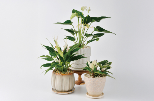 観葉植物アレンジ